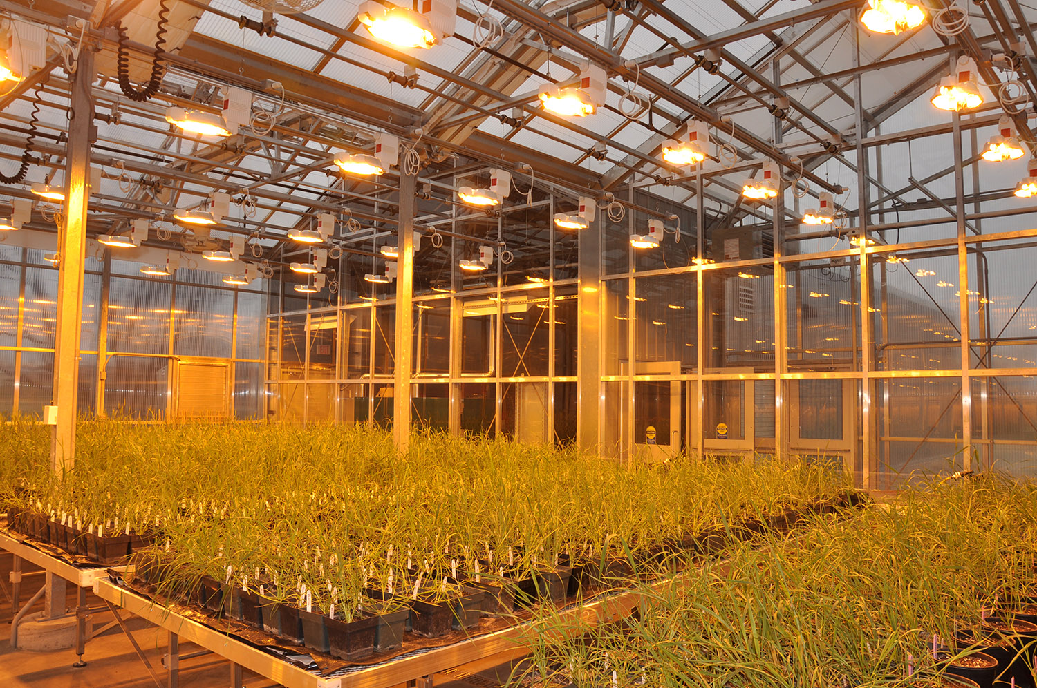 SMART Ludy RSII Series Greenhouses 3 Hummert International