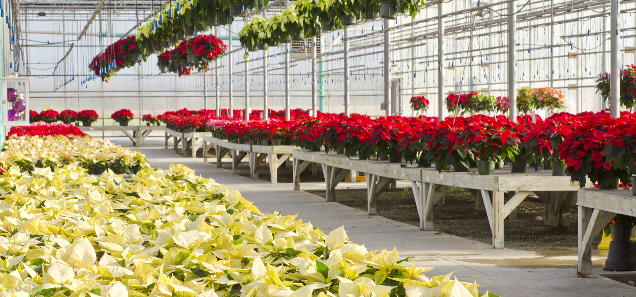 Culture Guide for Poinsettias - Hummert International